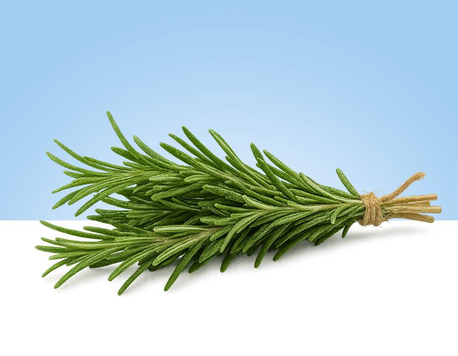 Manojo de romero fresco natural