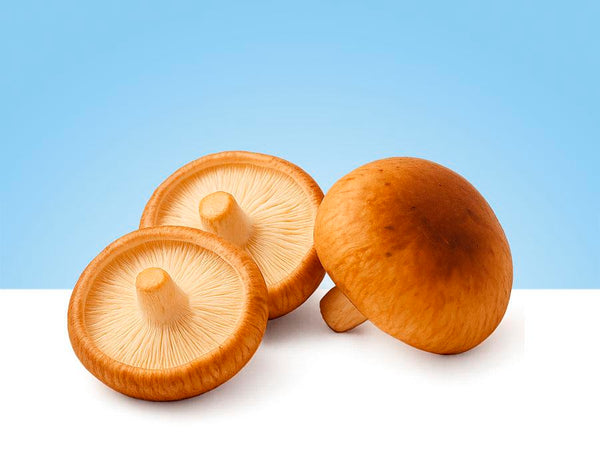 Bandeja de 300 gramos de setas Shitake frescas