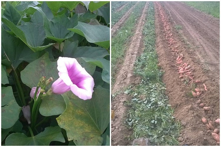 Slavonian White Sweet Potato