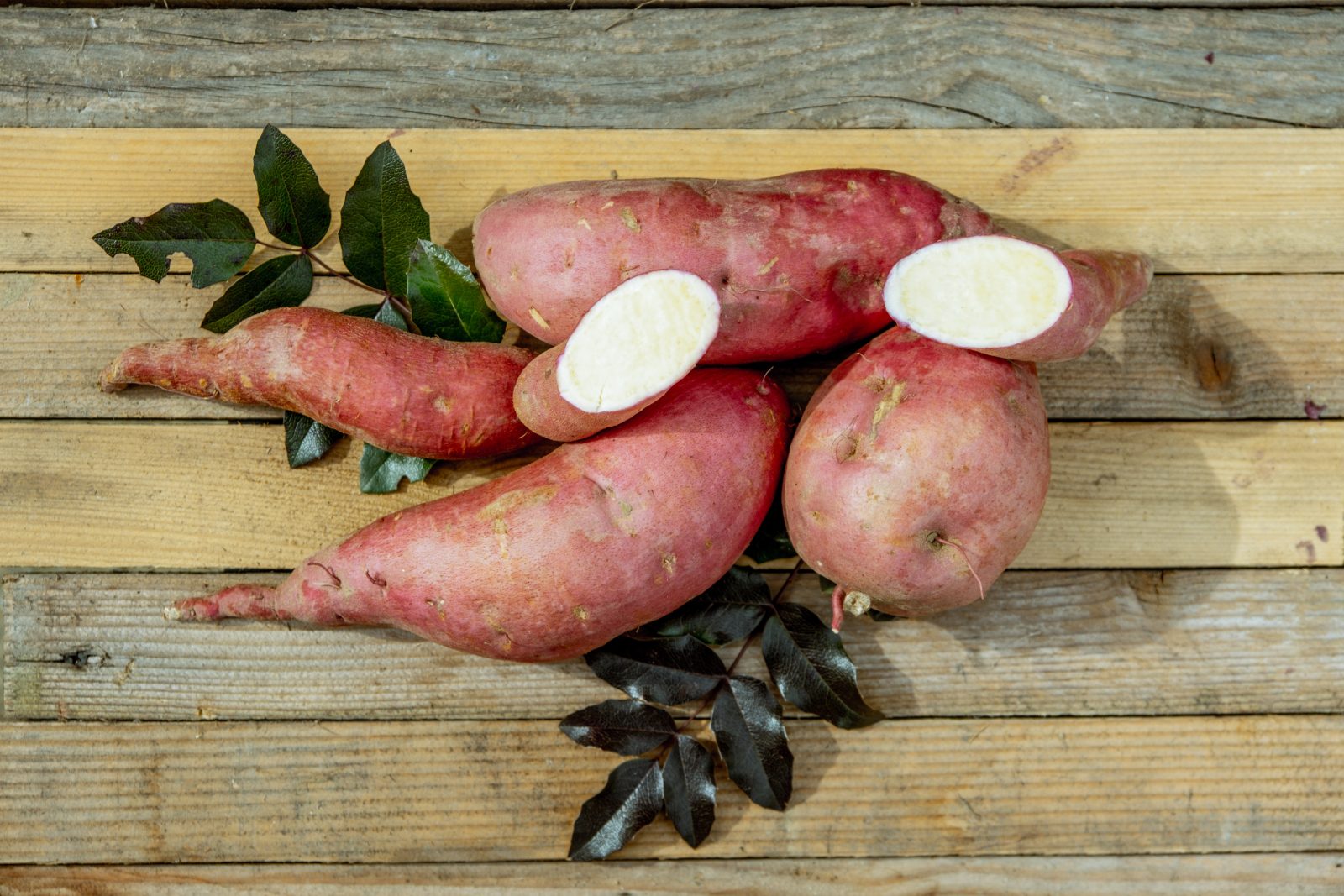 Slavonian White Sweet Potato