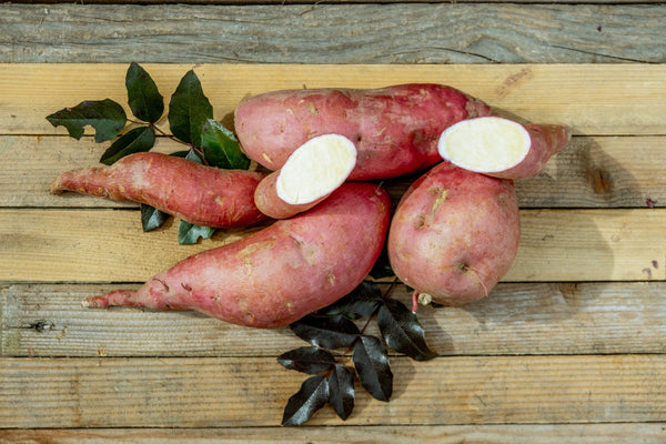 Slavonian White Sweet Potato