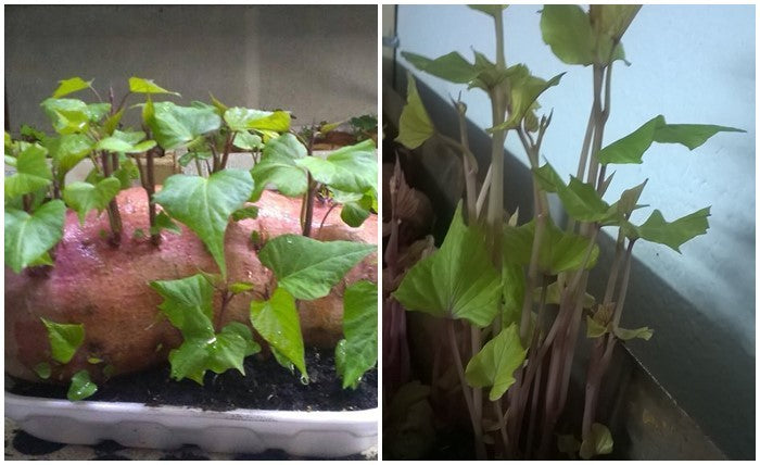 Sweet Potato Seedlings