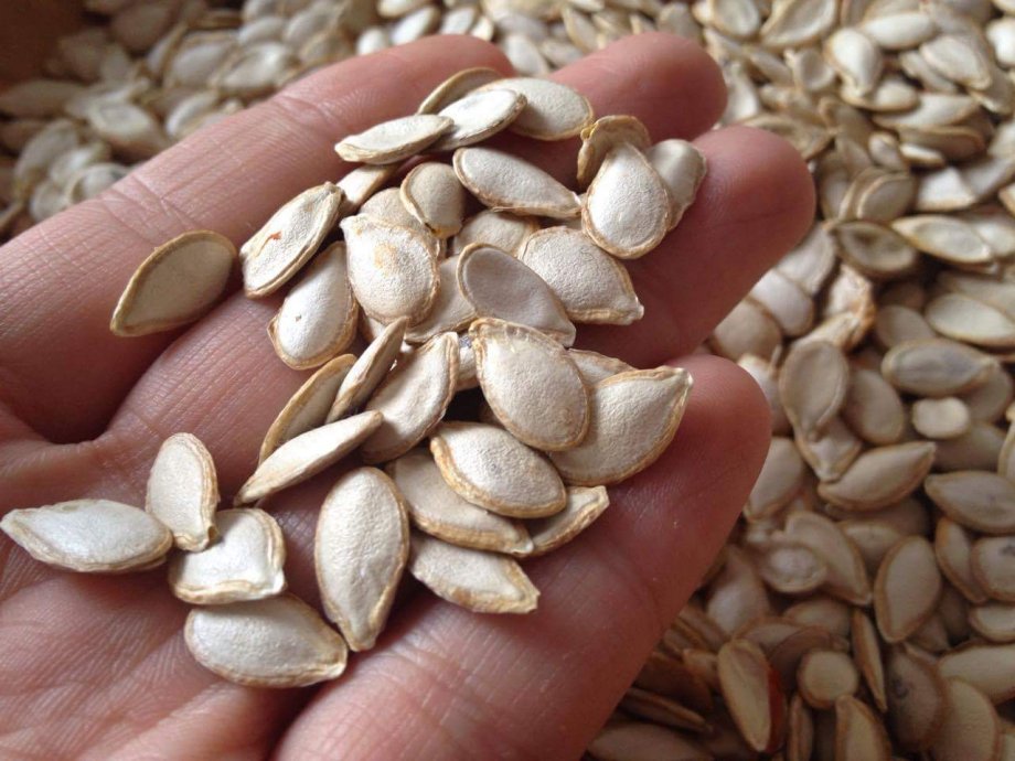 Hokkaido | Butternut | Spaghetti Squash Seeds