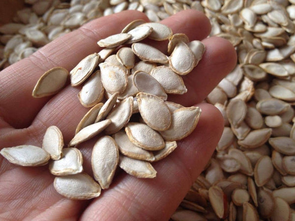 Hokkaido | Butternut | Spaghetti Squash Seeds
