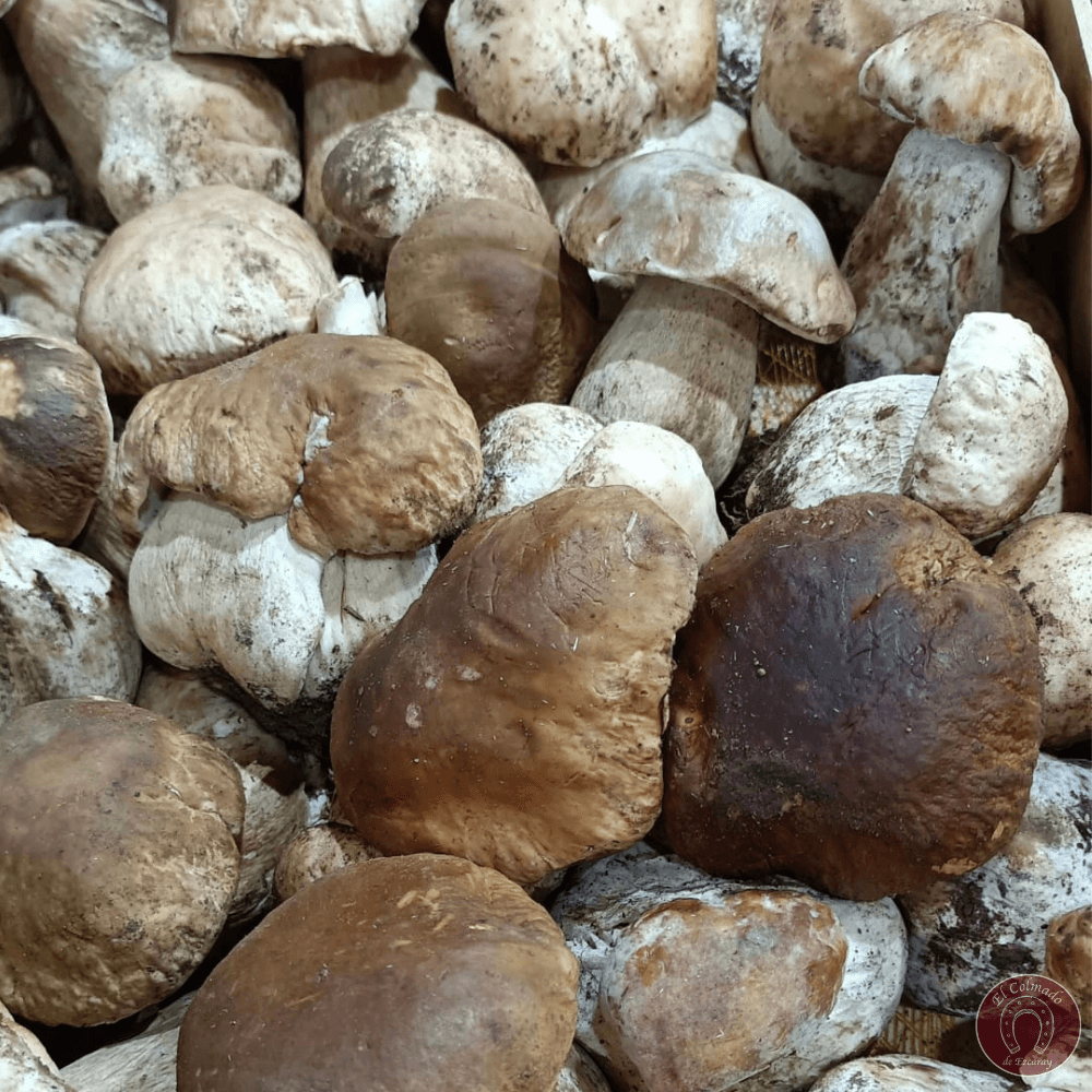 Boletus Edulis Frescos de Ezcaray