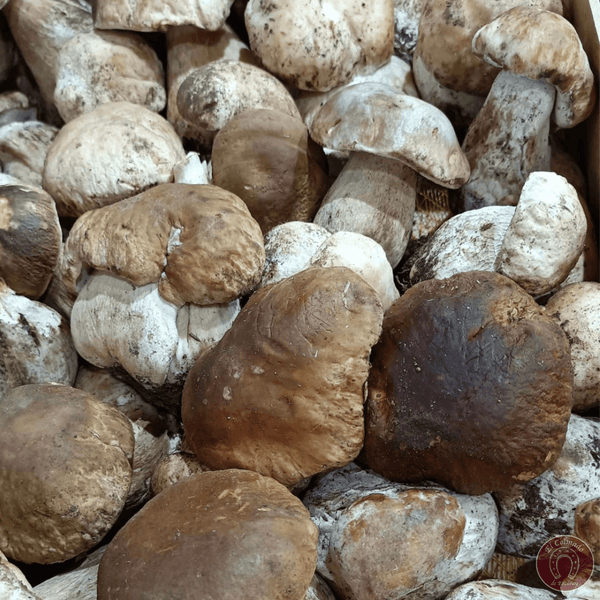 Boletus Edulis Frescos de Ezcaray