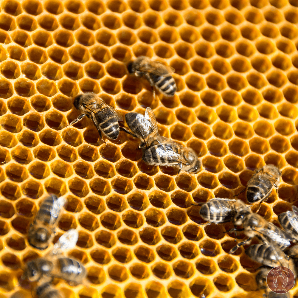Sheet of virgin beeswax