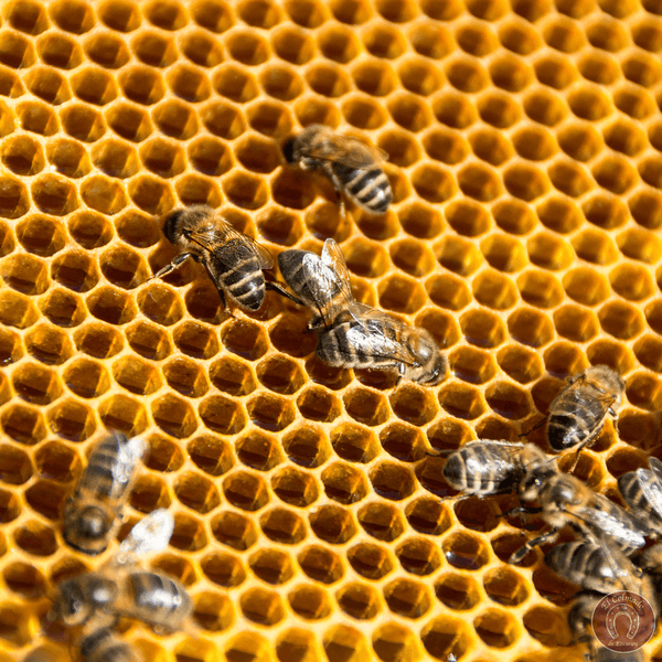 Sheet of virgin beeswax