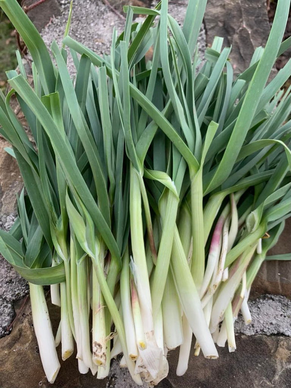 Wild Leek - In Prague 50 g