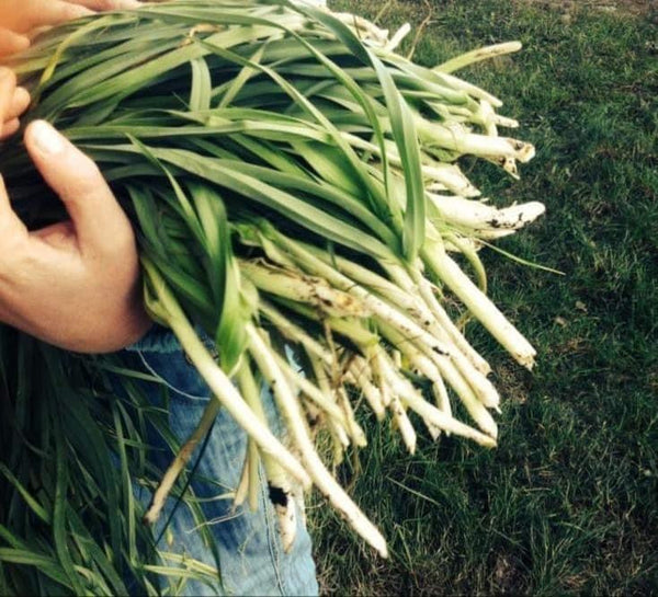 Wild Leek Fresh 100 g - personal pickup only in Manžan or Ljubljana