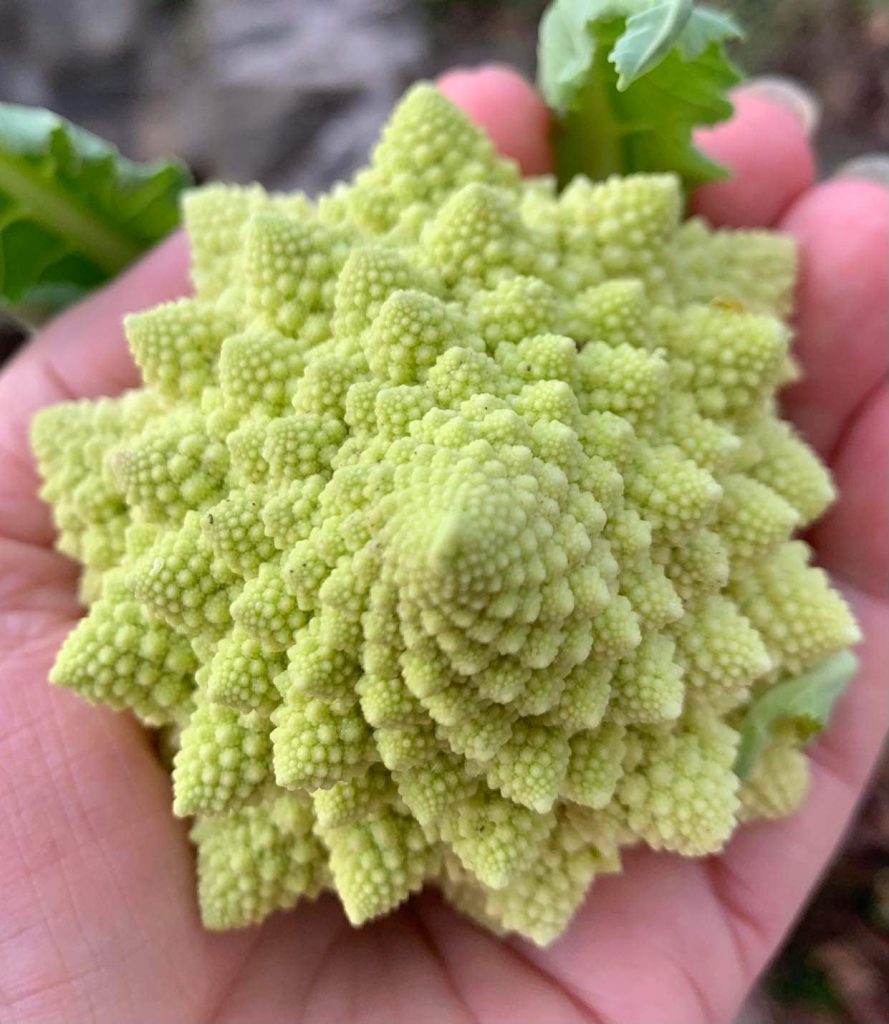 Pickled Romanesco Broccoli