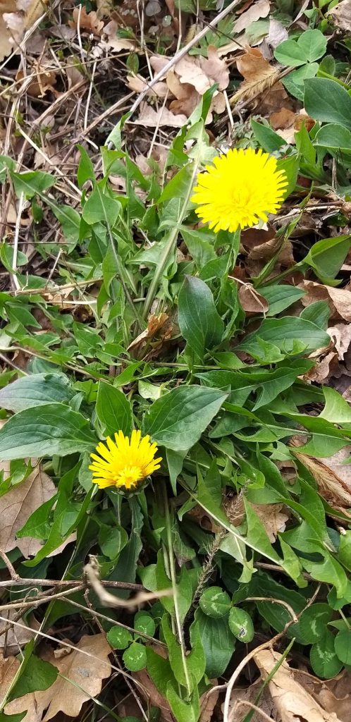 Workshop - Wild Asparagus, Other Wild Plants and Truffles
