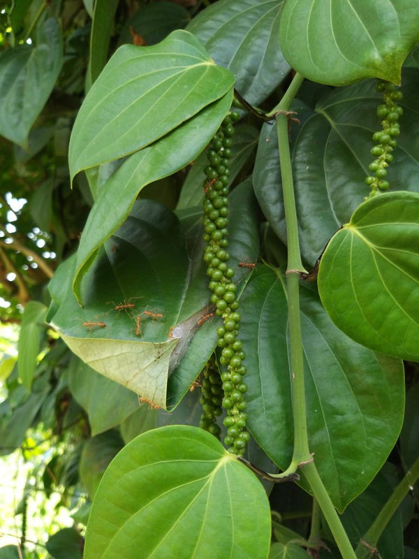 Workshop - Using Sri Lankan Spices in Everyday Life