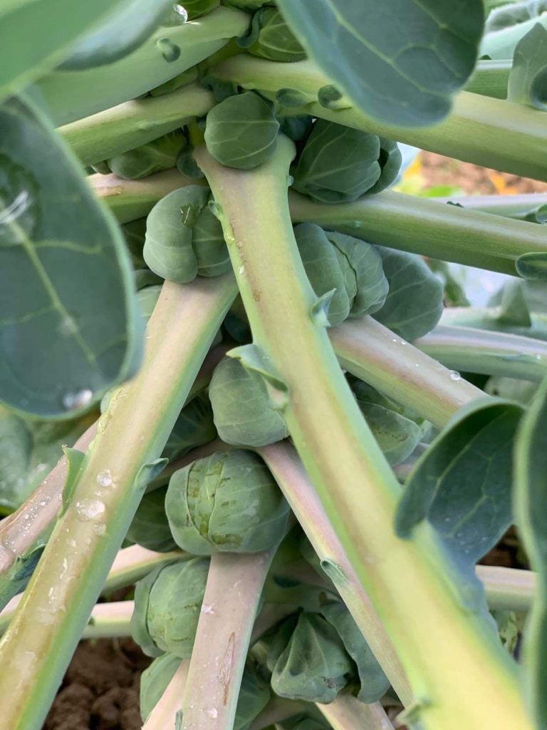 Brussels Sprouts approx. 250 g