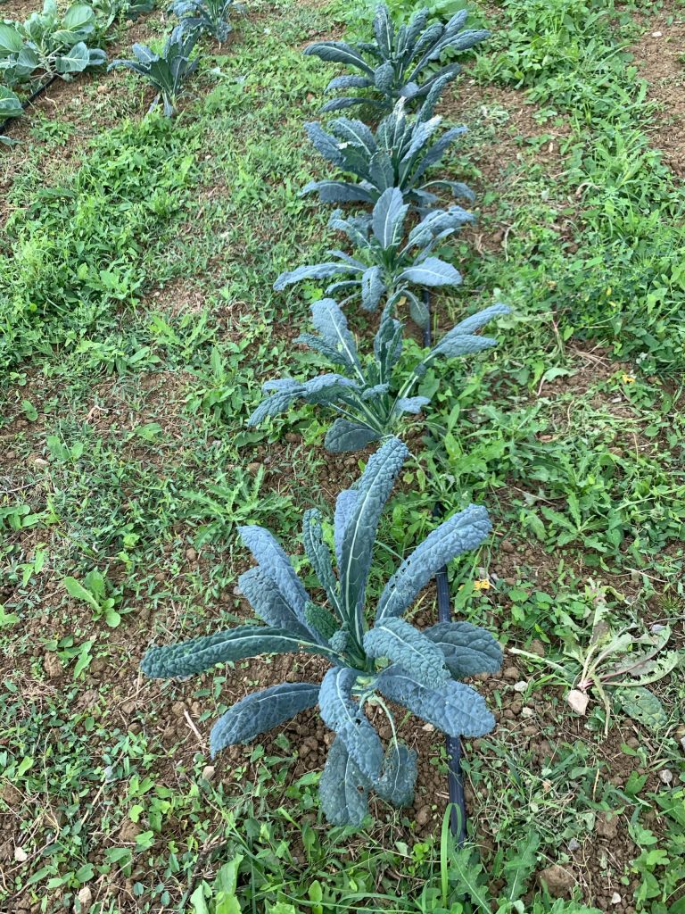 Leafy Kale in Prague 25 g