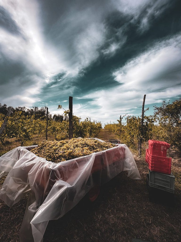 Malvasia - White - 2019