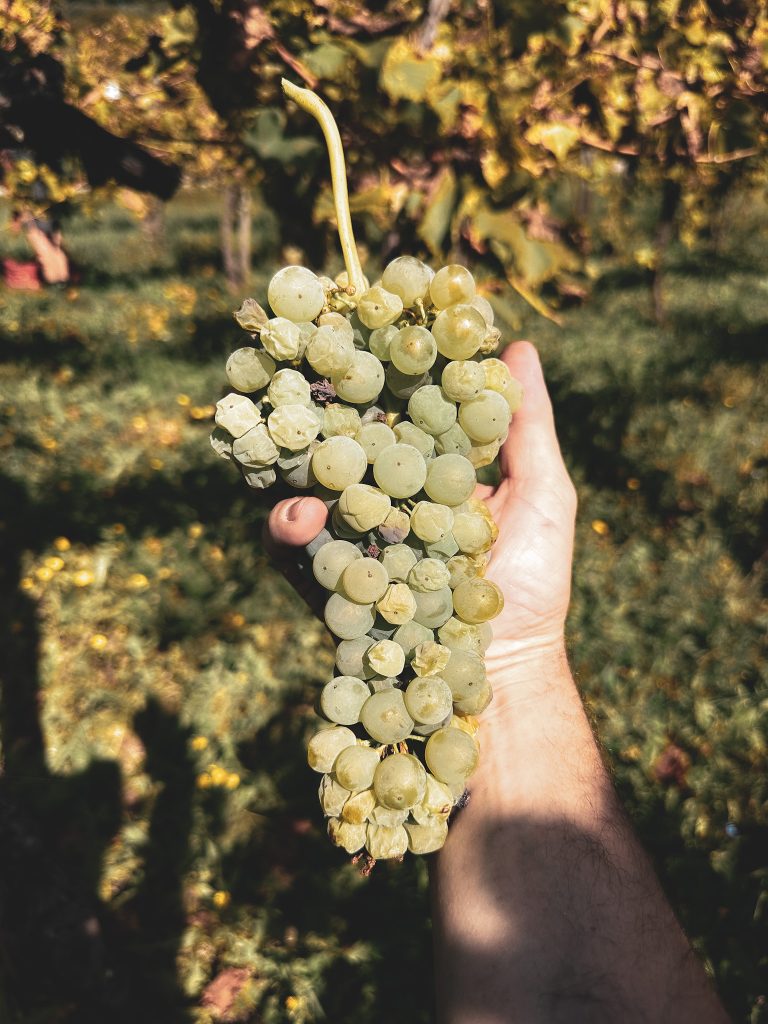 Malvasia - White - 2019