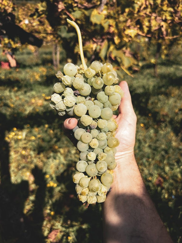 Malvasia - White - 2019