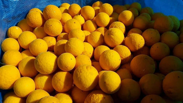 Wild Bitter Lemon Fermented in Unrefined Salt