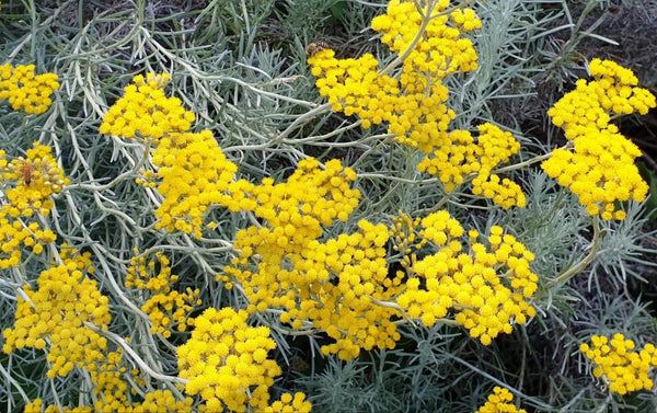 Esencija immortelle
