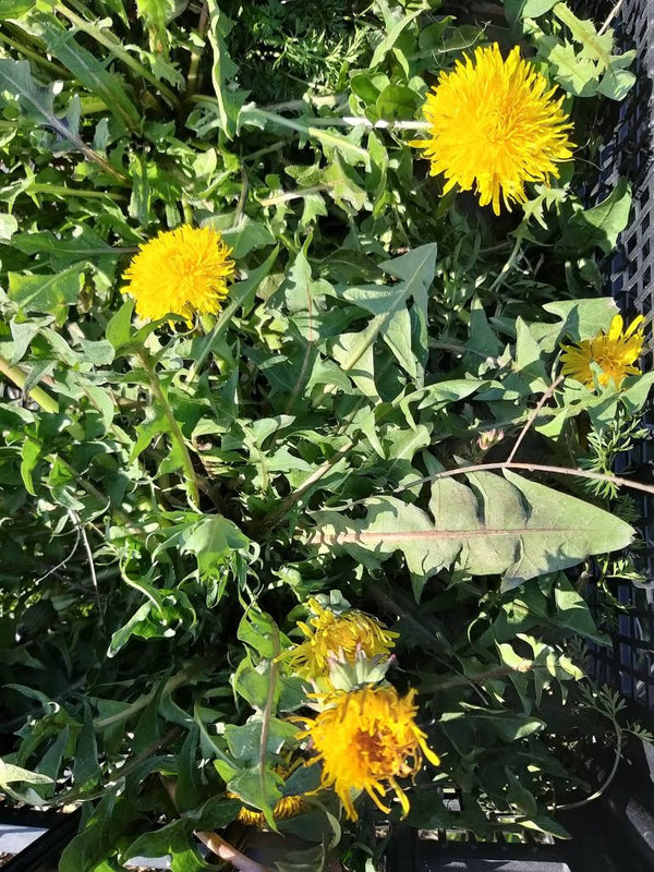 Fresh Dandelion 250 g - pick up only in Manžan or Ljubljana