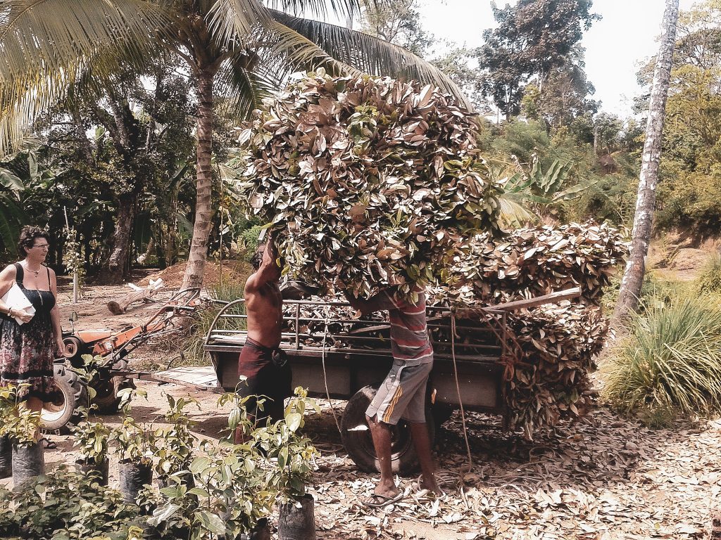 True Cinnamon 50 g - Sri Lanka