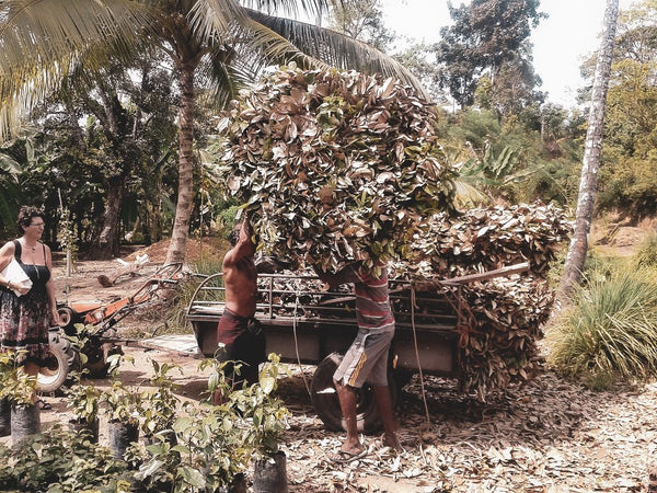 True Cinnamon 50 g - Sri Lanka