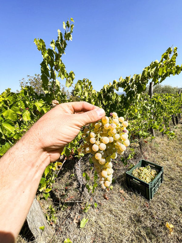 Malvasia - Baby 2024