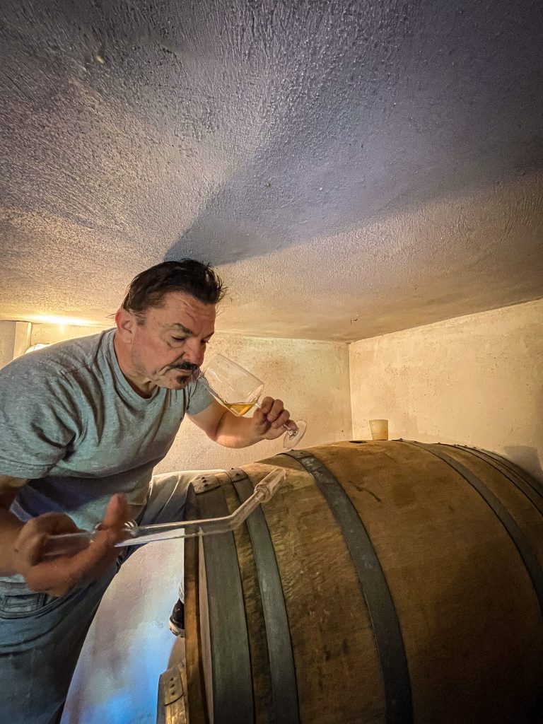 Malvasia - Baby 2024