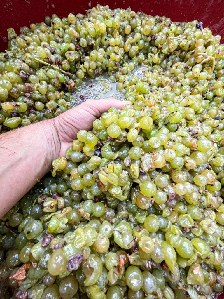 Malvasia - Baby 2024