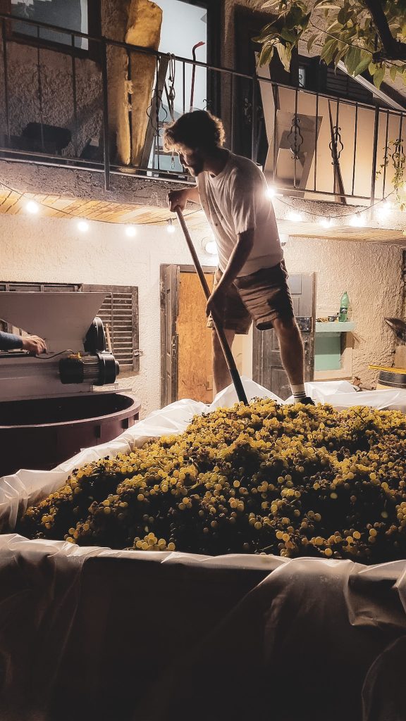 razpecljevanje malvazija