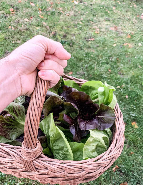 Chicory in Bunches 100 g