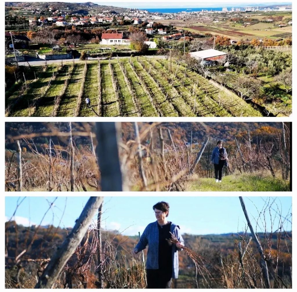 Malvasia - G - 2019