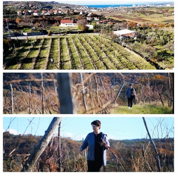 Malvasia - G - 2019