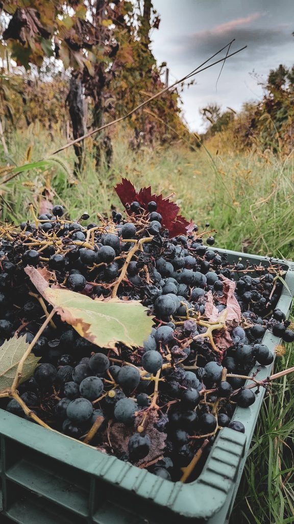 Refošk - BEZ IMENA BEZ LICA 2018