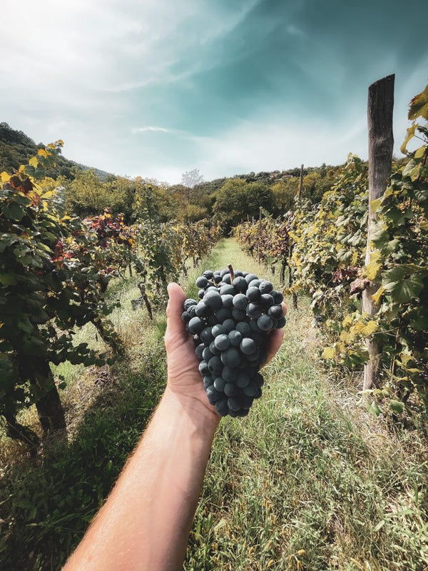 Refošk - Modra - Les 2016