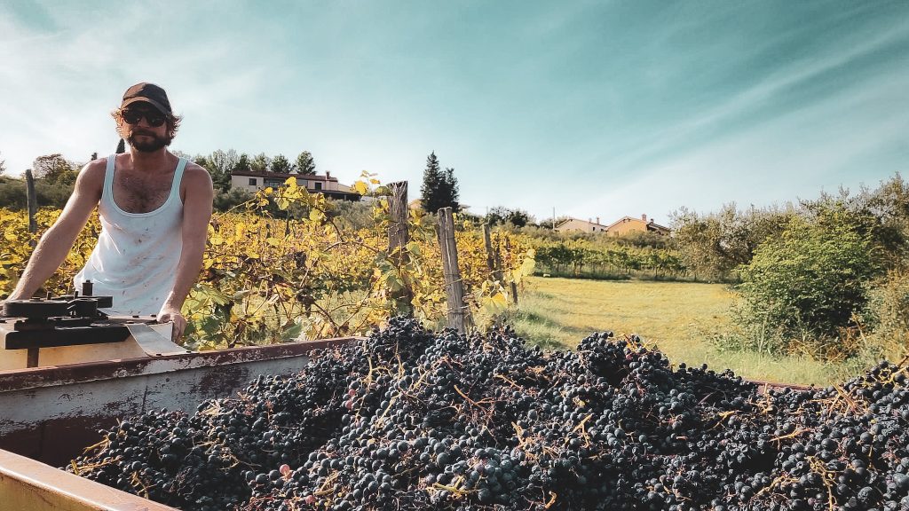 Refošk - Modra - Les 2016