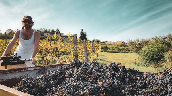 Refošk - Modra - Les 2016