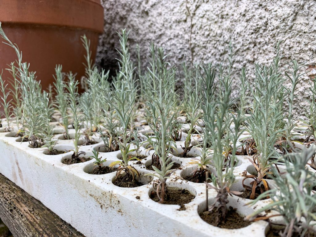 Essence - Hydrosol of Immortelle