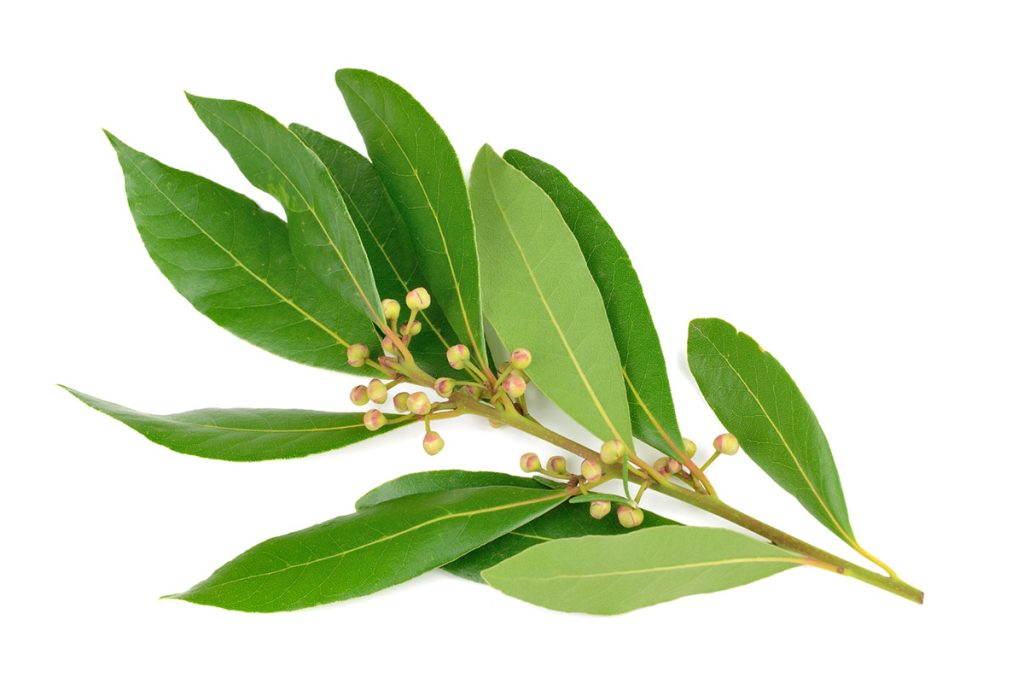 Esencija - Lavandin hidrosol