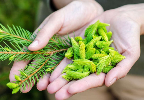 Apple Cider Vinegar with Spruce Tips