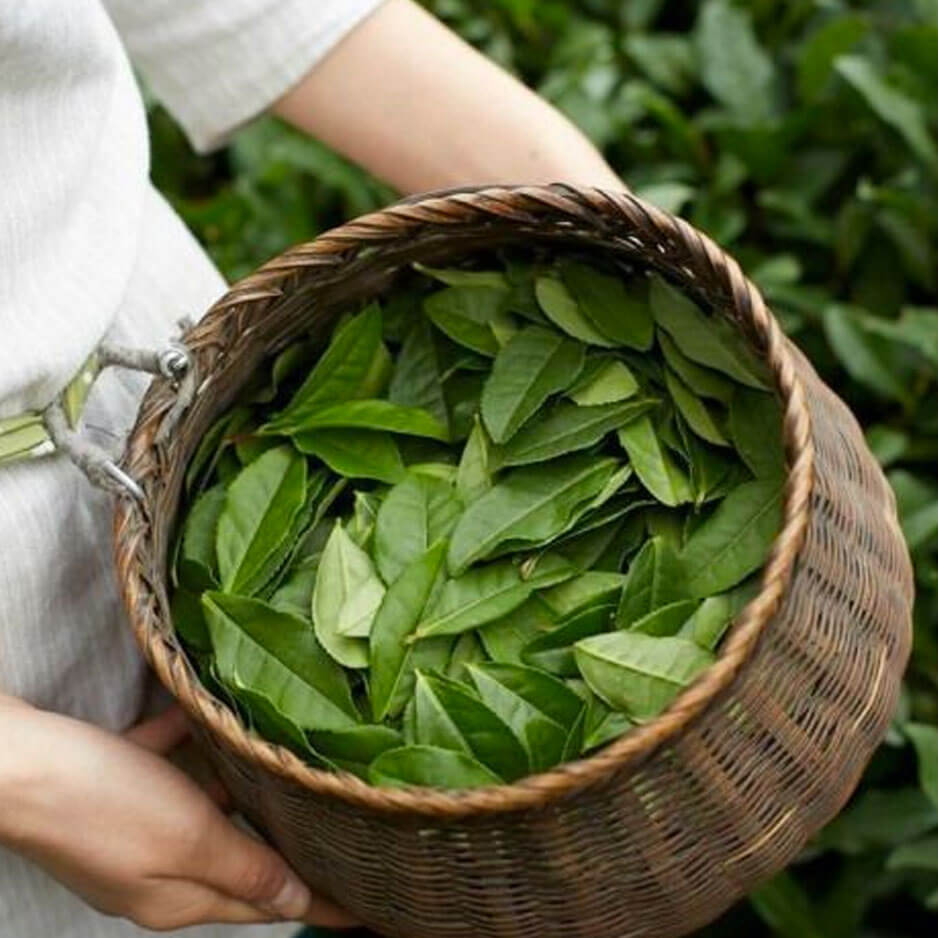 Botanical Face Toner