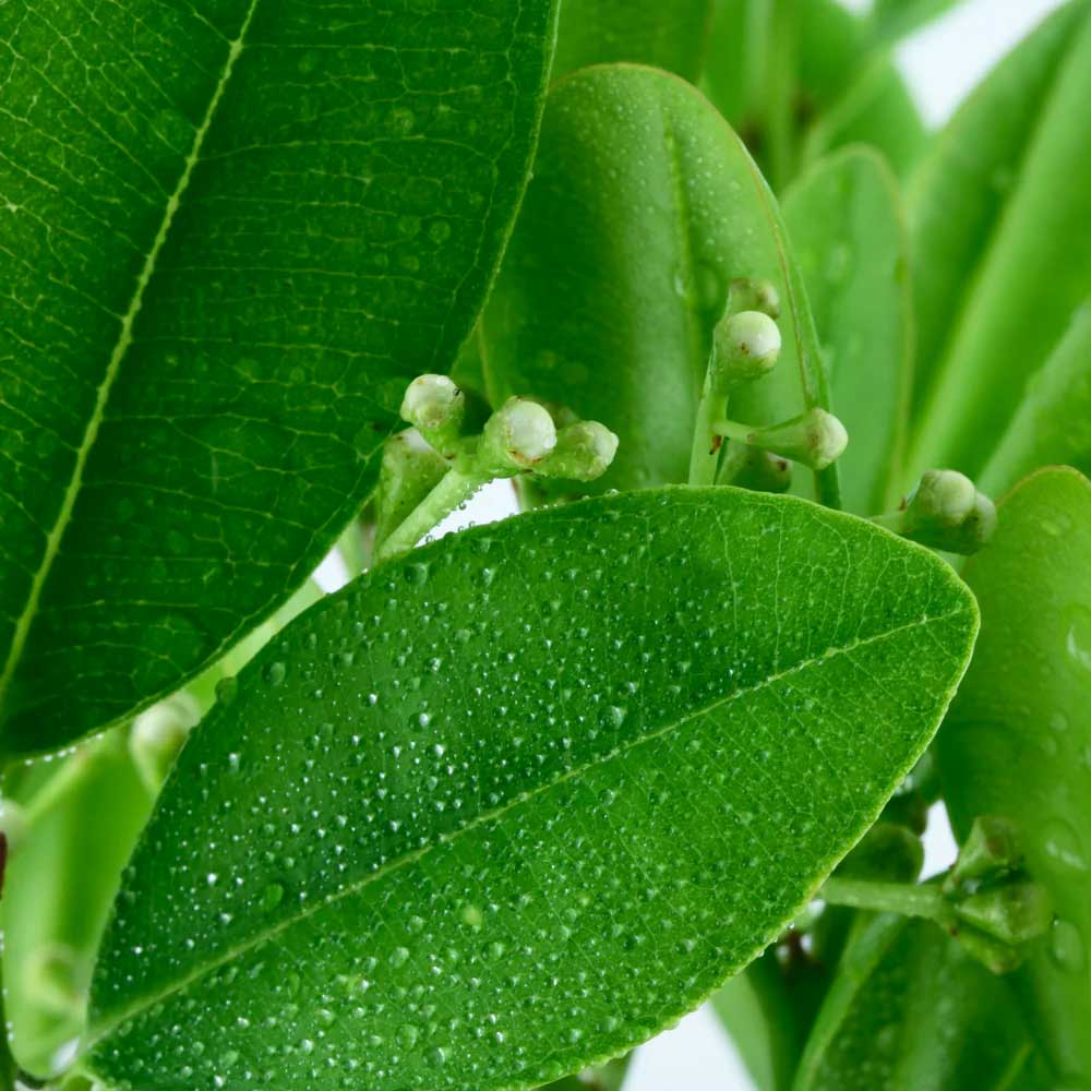 Balm with the Scent of White Fir