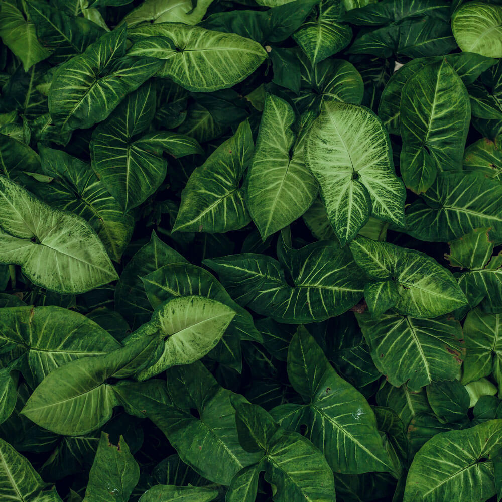 Gel thermoactif Top Form contre la cellulite