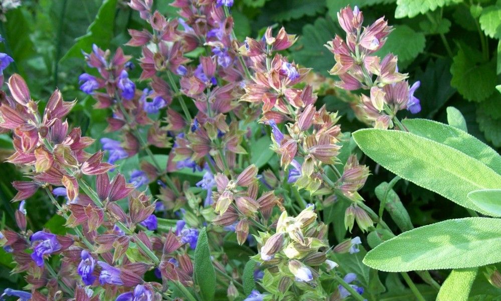 Herbal Oil with Sage