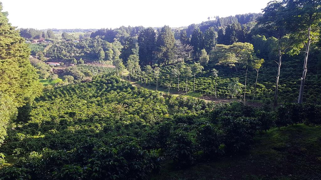 Costa Rica Tres Nubes SHB EP Packaging: 1000g