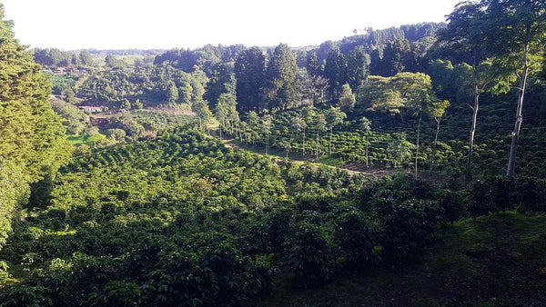 Costa Rica Tres Nubes SHB EP Packaging: 1000g
