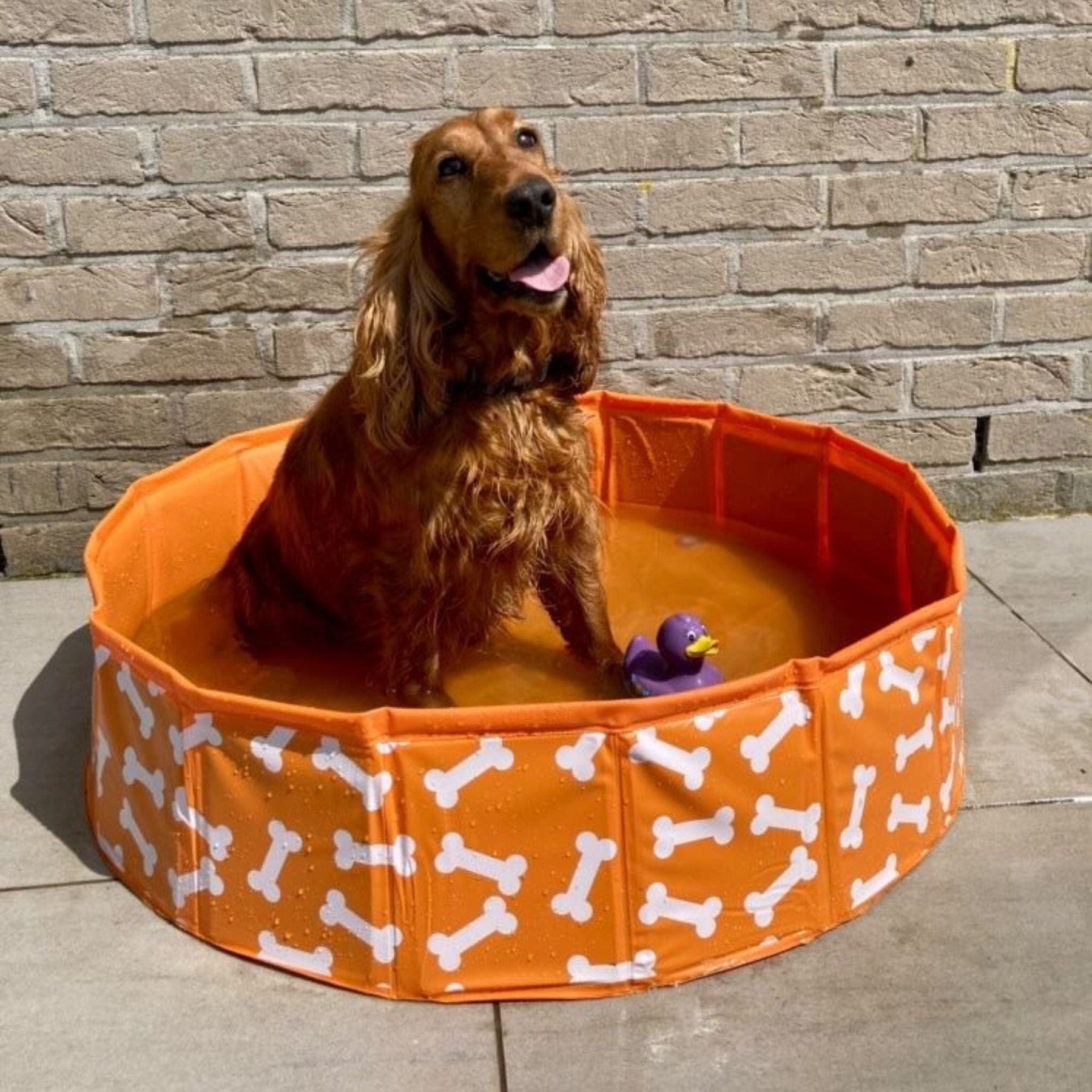 honden-zwembad-bonebash-oranje-swim-essentials-3