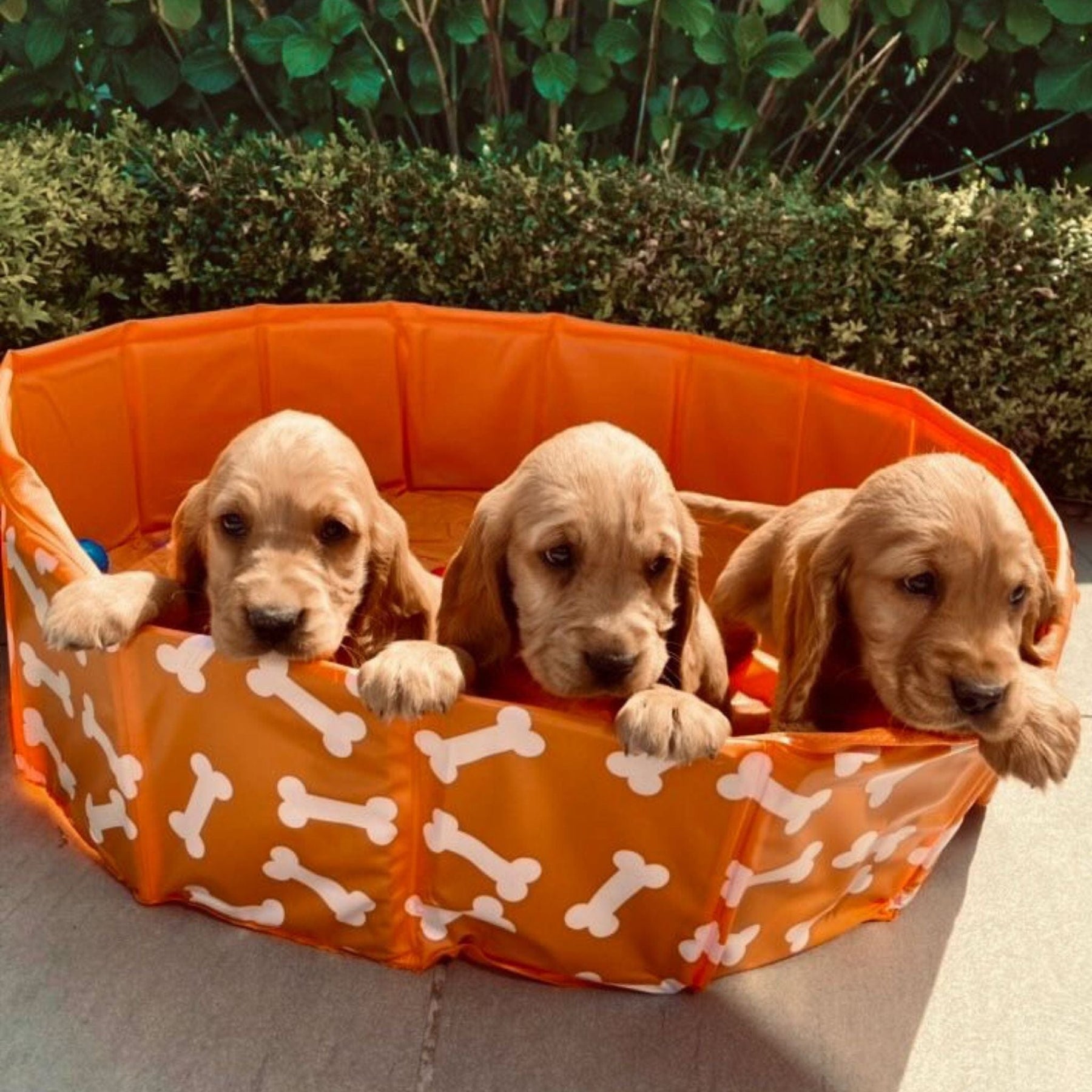 honden-zwembad-bonebash-oranje-swim-essentials-4