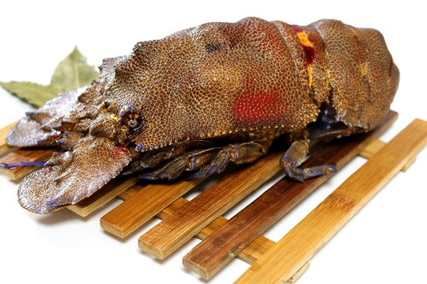 Royal Crawfish - Sea Cicada